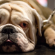 English bulldogs are especially prone to breathing and other health problems due to their unique body and facial shape created through breeding.